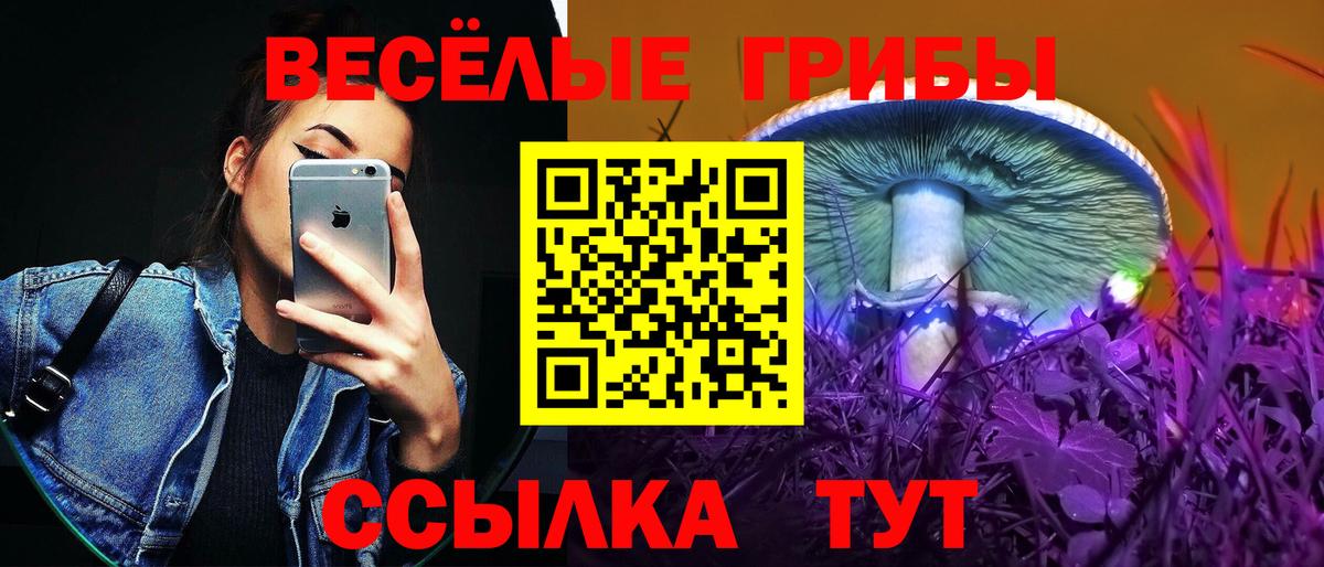 Псилоцибиновые грибы Psilocybe Черногорск
